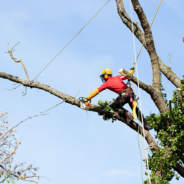 potatura tree climbing